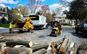 Best Lawn Disease Treatment  in Wildwood, NJ