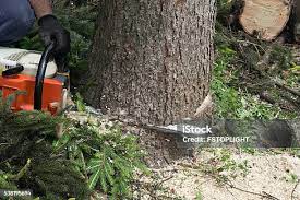  Wildwood, NJ Tree Removal Pros