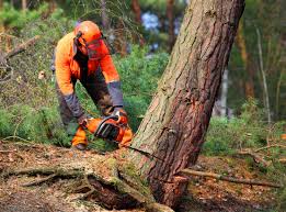 Best Weed Control  in Wildwood, NJ