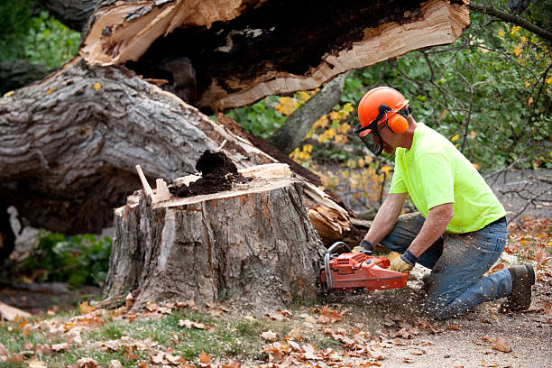 Best Leaf Removal  in Wildwood, NJ
