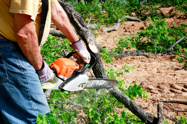 Best Storm Damage Tree Cleanup  in Wildwood, NJ