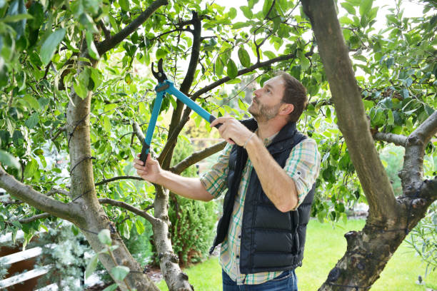 Best Tree and Shrub Care  in Wildwood, NJ